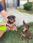 Продавам мъжки пинчер , снимка 3