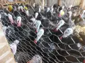 Продавам домашно отглеждани пуйки , снимка 1
