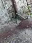 Продавам Бронзовокрили гълъби, снимка 2