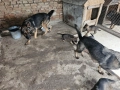 Продавам немски овчарки, снимка 1