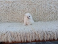 Мъжки и женски Померани.Реални снимки от 06.04.26 г., снимка 4
