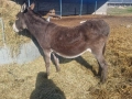 Продавам женско магаре , снимка 2