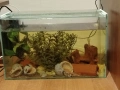 Аквариум със сомчета, снимка 1