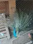 Индийски чифт Пауни, снимка 2