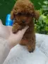 Той Пудел Poodle toy , снимка 7