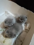 Продавам малки британски късокосмести котета , снимка 3