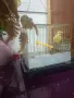  ПРОДАВА СЕ КАНАР МЪЖКИ!, снимка 8