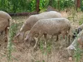 Свободни два броя овце!, снимка 8