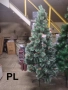 Коледни елхи с бели връхчета – различни размери Код P1465, снимка 2