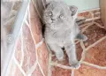 британски сиви късокосмести, снимка 5
