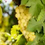 Продавам грозде Мускат Отонел, снимка 1