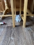 Подарявам котенце., снимка 5