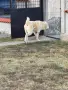 Мъжки на 9 месеца с родословие, снимка 2