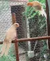   РАЗМНОЖАВАЩИ СЕ ДВОЙКИ РОЗЕЛИ, снимка 7