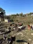 Домашни кокошки, снимка 2