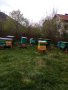 продавам пчелни семейства дадан блат 25 лв рамка, снимка 1 - Други животни - 44508308