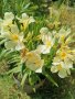 Зокум, снимка 1 - Градински цветя и растения - 42059145