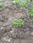 Разсад бели маргаритки  два вида, снимка 6