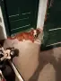 Спешно! Подарявам младо кученце Кичи в село Свобода (близо до Добрич), снимка 1