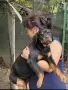 ротвайлерчена от родословни родители, снимка 1