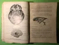 Стара Книга Анатомия ма Човека /Rauber Kopsch, снимка 5