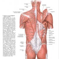 Атлас по анатомия PROMETHEUS от 1 до 3 том, PROMETHEUS Anatomi Atlası, Cilt 1-3, турски език, снимка 11 - Специализирана литература - 37537775