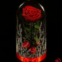 Романтичен подарък за приятелка / ЕСТЕСТВЕНА вечна роза в стъкленица / Подарък за Рожден Ден на Жена, снимка 9 - Градински цветя и растения - 24090675