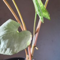 Сингониум Цвете на щастието Syngonium podophyllum, снимка 4 - Стайни растения - 36622121