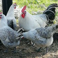 Сребърно Брезе-разплодни яйца, снимка 10 - Кокошки и пуйки - 27645537
