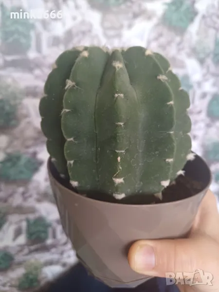 Голям кактус, снимка 1