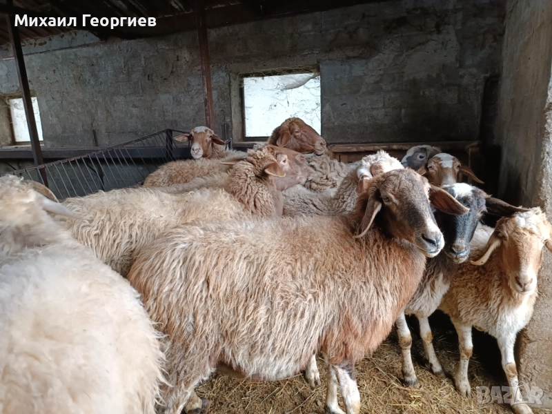 Продавам овце , снимка 1