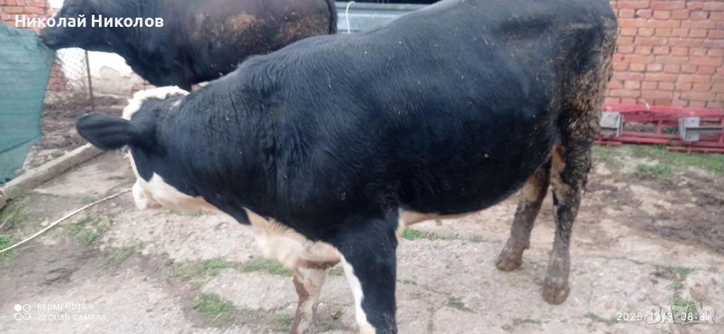 Месодайни телета , снимка 1