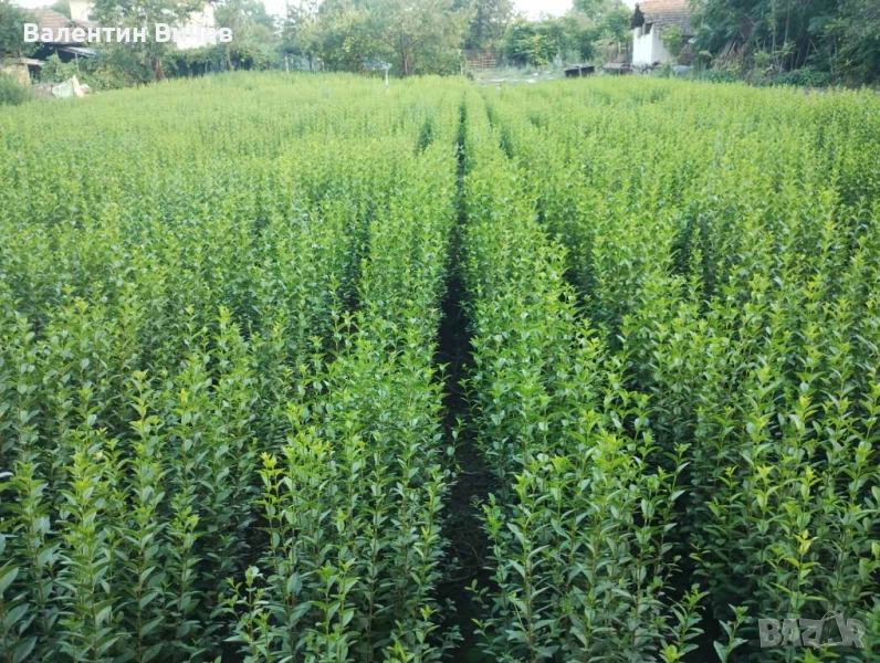 Лигуструм Овалифолиум - Жив - плет (0.70) за 1бр., снимка 1