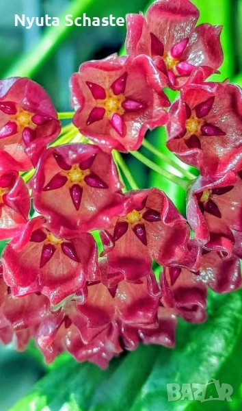 Хоя .Hoya Siariae red, снимка 1