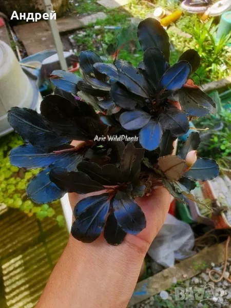 Буцефеландра , снимка 1