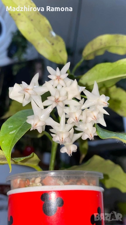 Hoya Lockii , снимка 1