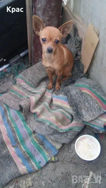 продават се малки кученца , снимка 1