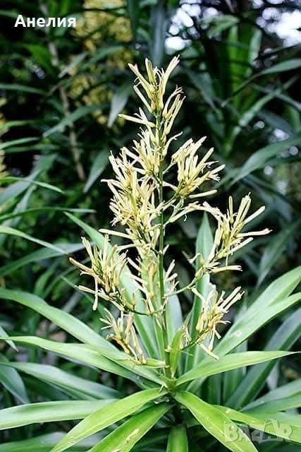 Драцена Dracaena angustifolia!, снимка 1