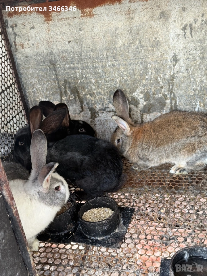 Продавам едри зайци, снимка 1