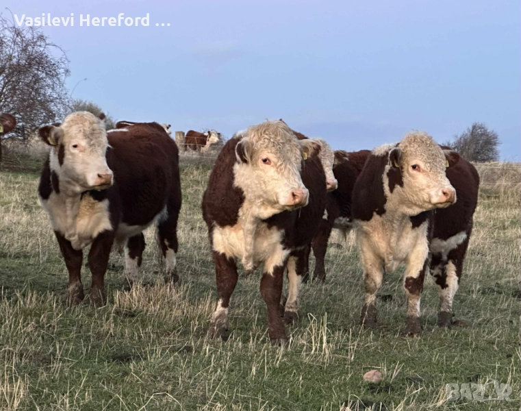 Елитни бикове Херефорд, снимка 1