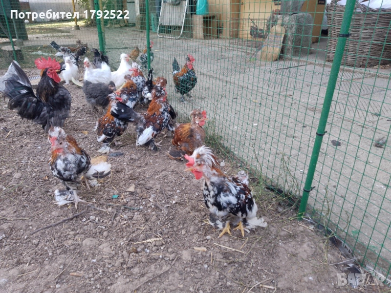 Петлета бреговски джинки 10 лв., снимка 1