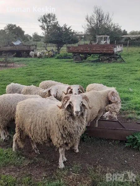 Продавам кочове , снимка 1