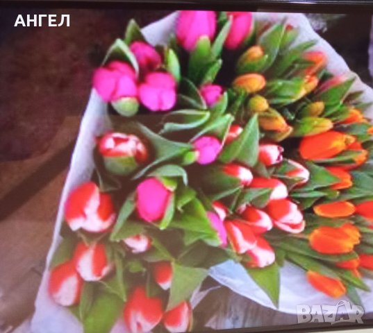 Продавам саксийни цветя и рязан цвят, опаковки, рондели, панделки идр. , снимка 1