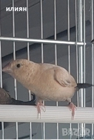 Чифт Среброклюни,Японски амадини, снимка 2 - Амадини - 54265448