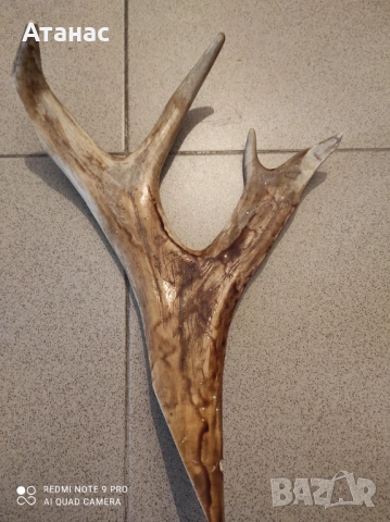 Продавам еленов рог, снимка 2 - Ножове - 53135899