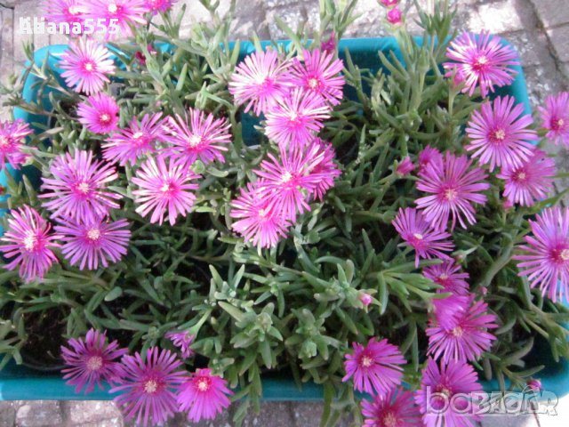 Продавам цветя Делосперма - розова, червена, жълта и бяла, снимка 7 - Разсади - 36552409