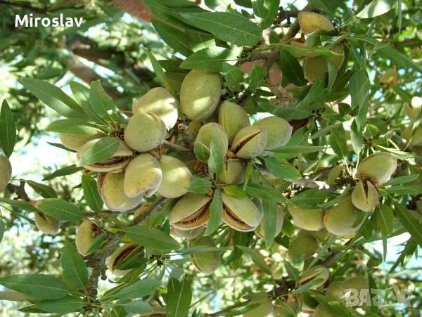 Бадем (Prunus dulcis)-150-160см., снимка 8 - Градински цветя и растения - 52372480