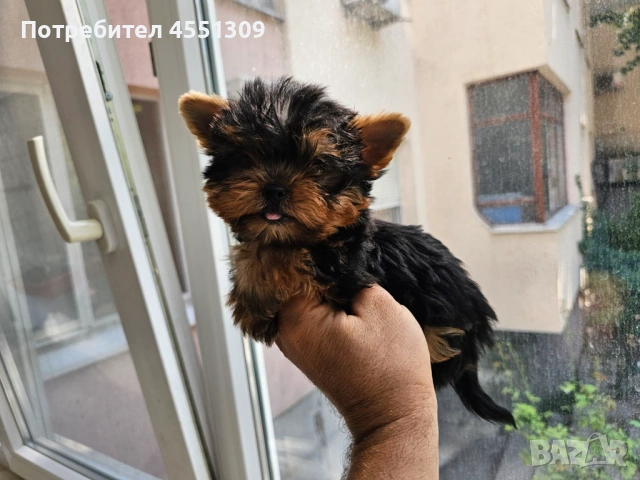 Йоркширски териер мини, снимка 3 - Йоркширски териер - 53922318