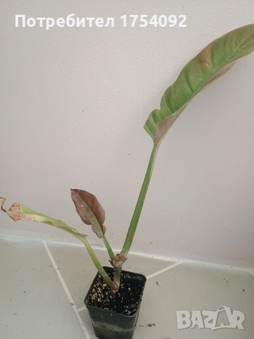 Philodendron Ring of fire 
