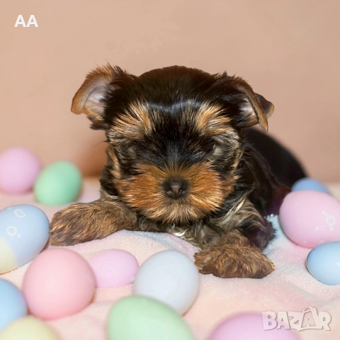 Йоркширски териер-момче, снимка 2 - Йоркширски териер - 54139557